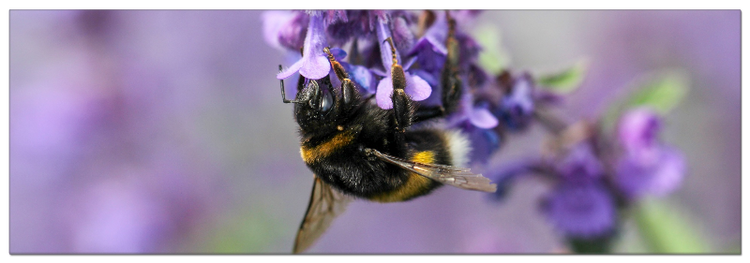 Hummel in Katzenminze