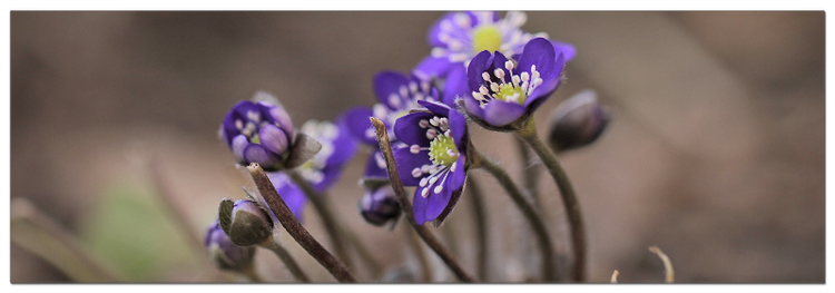 Leberblümchen