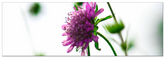 Scabiose