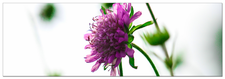 Scabiose