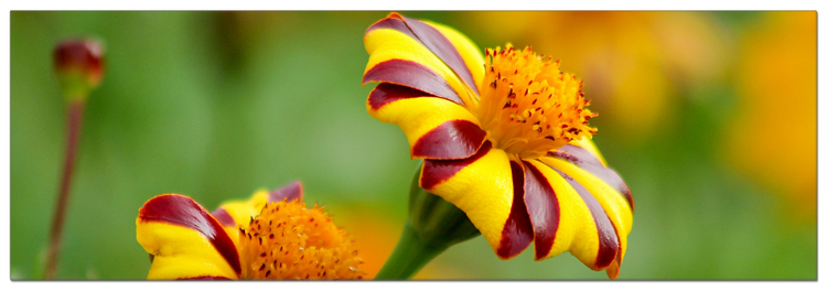 Tagetes Studentenblume