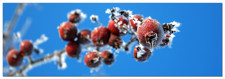Zierapfel