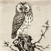 Radierung - Falk - 12*12cm