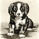 Radierung - Falk - 12*12cm