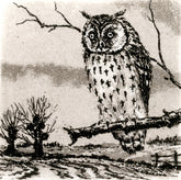 Radierung - Falk - 12*12cm