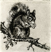 Radierung - Falk - 12*12cm