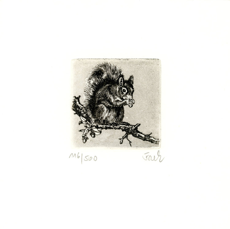 Radierung - Falk - 12*12cm