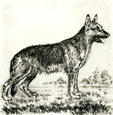 Radierung - Falk - 12*12cm