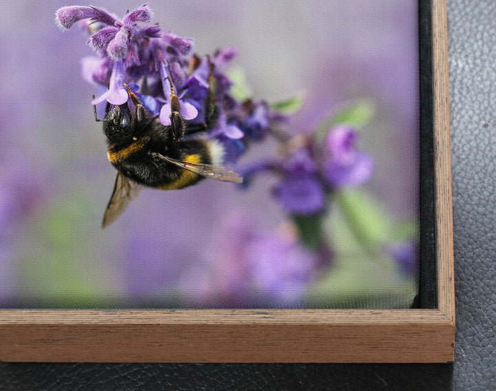 Foto auf Leinwand - schwarze Johannisbeere (Ribes nigrum)