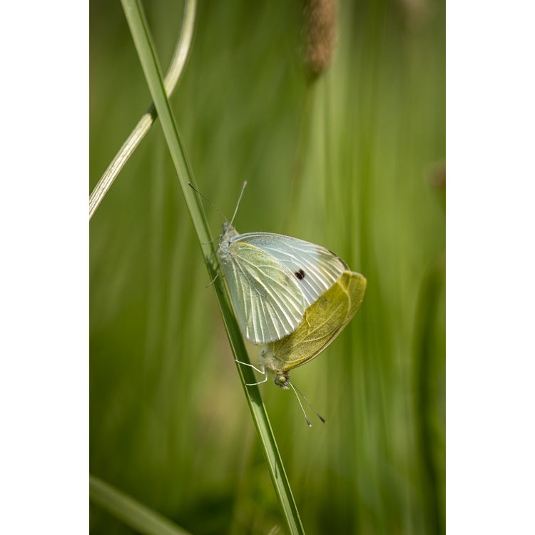 gelber Schmetterling