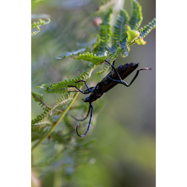 Käfer im Farn