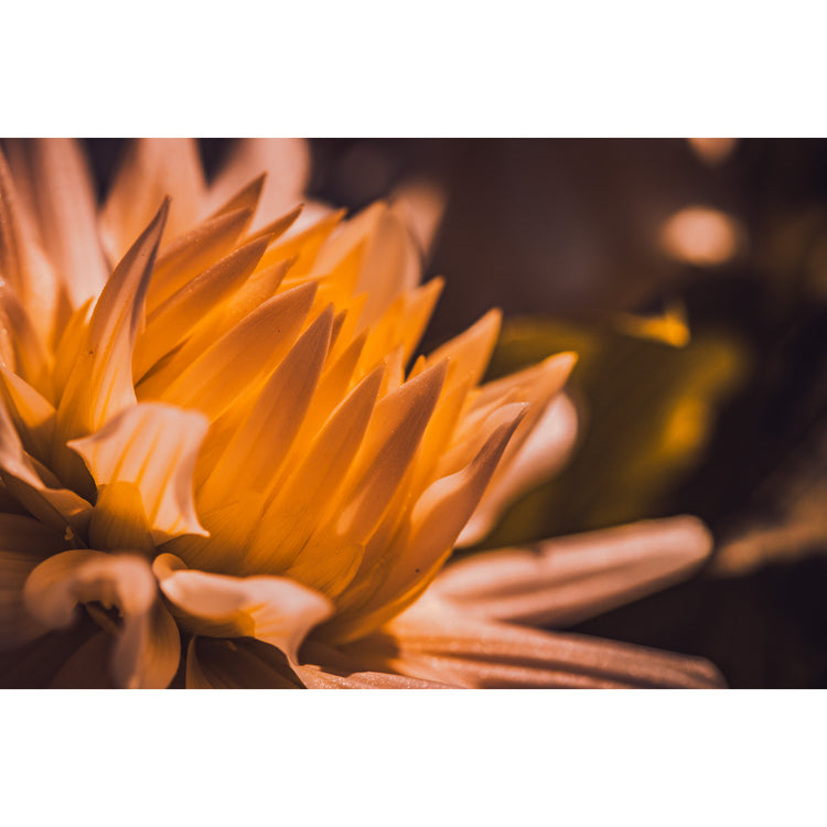 Dahlienblüte