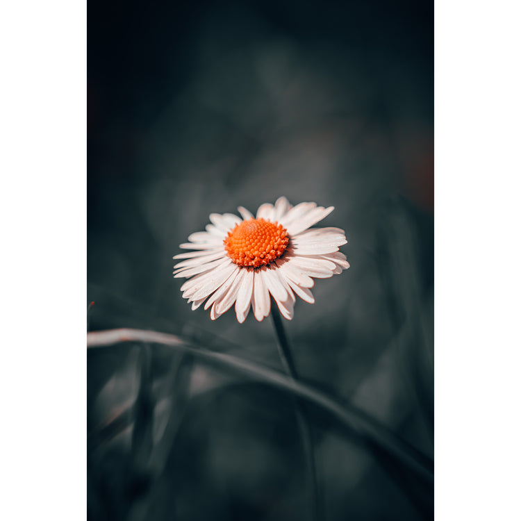 Gänseblümchen