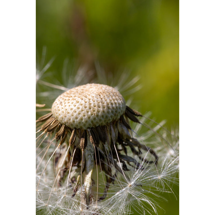Pusteblume!