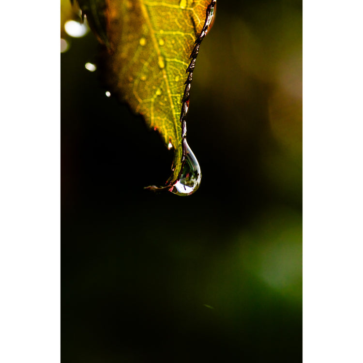 Blatt mit Tropfen