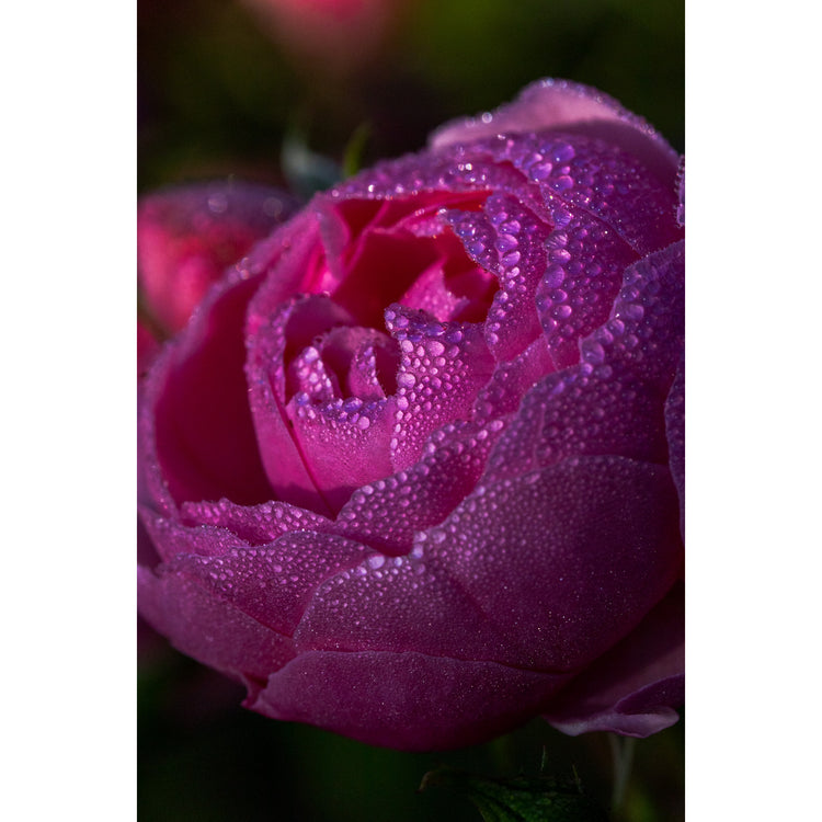 Rosentropfen
