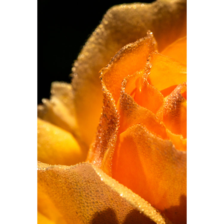 Rosentropfen