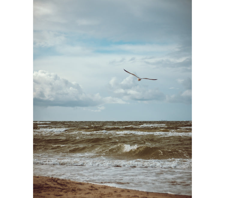 Strandmöwe