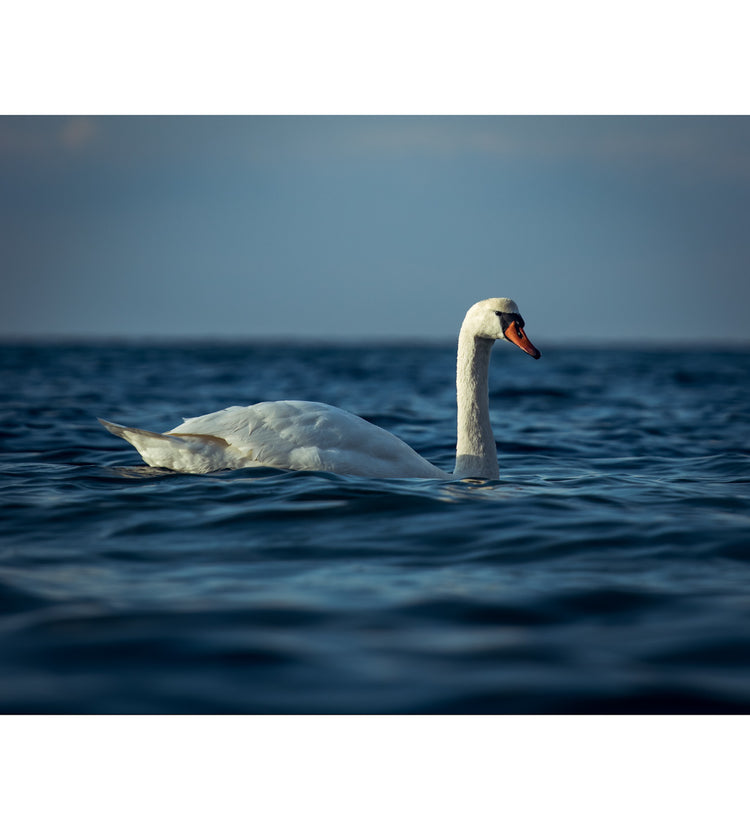 einsamer Schwan