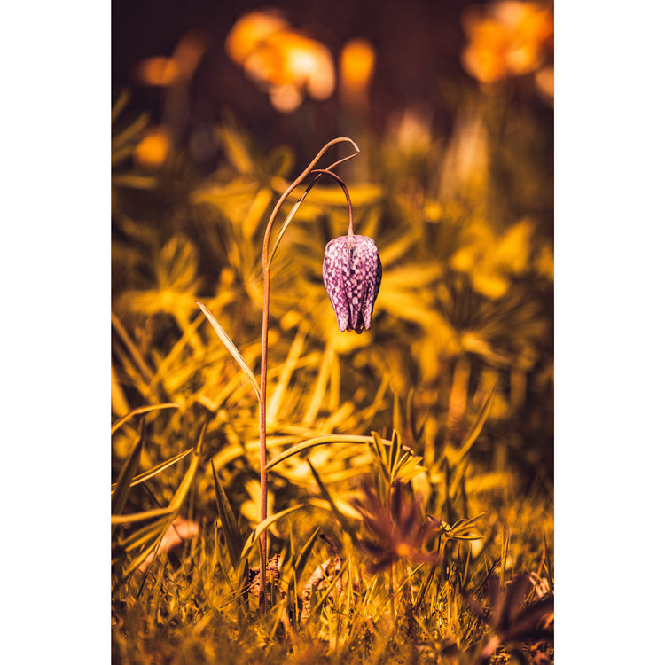 Schachbrettblume