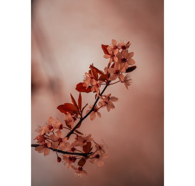 Kirschblüte im warmen Licht