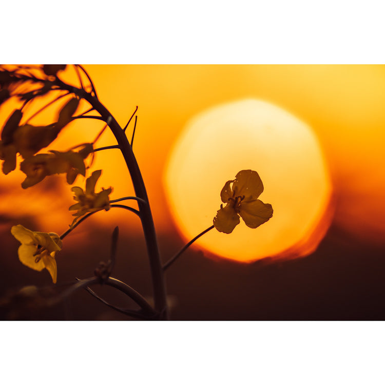 Solorapsblüte