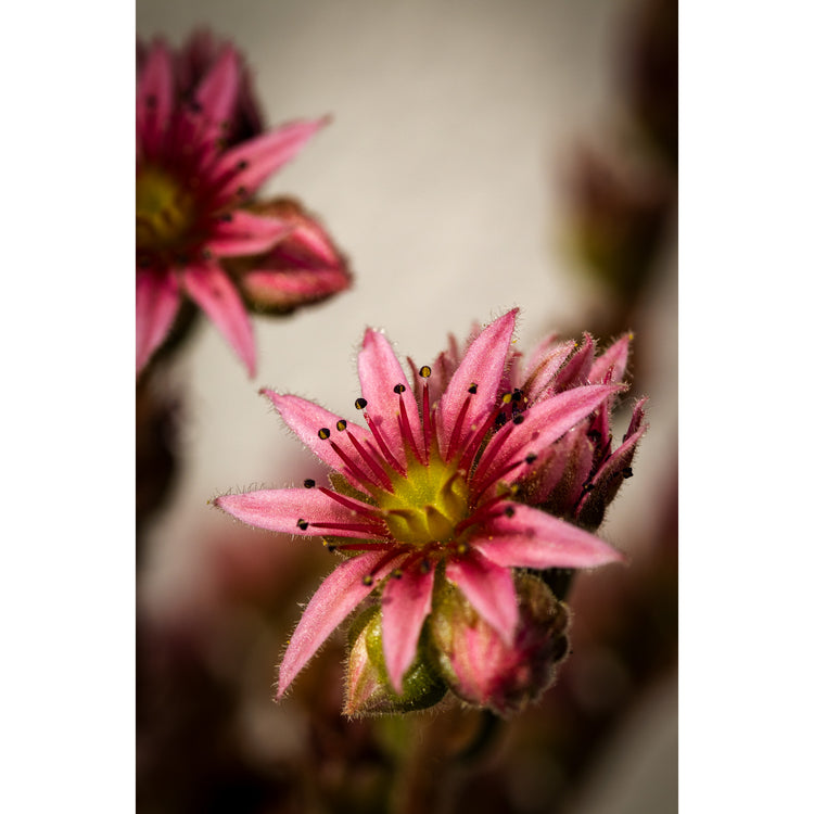 Pinke Blume