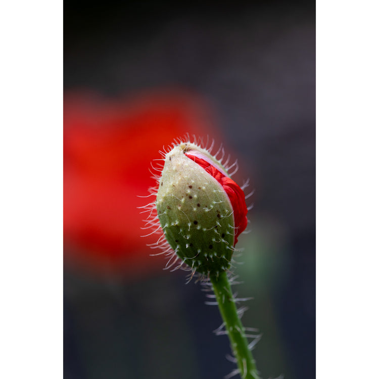 Mohnblüte bricht auf