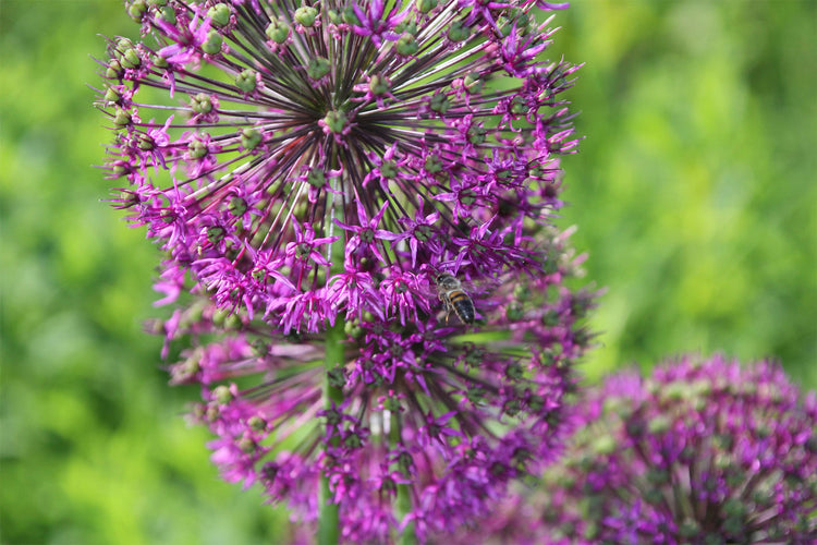 Foto auf Leinwand - Allium Zierlauch