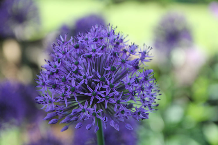 Foto auf Leinwand - Allium Zierlauch