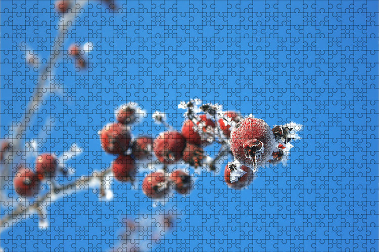 Fotopuzzle - Malus floribunda (Zierapfel)