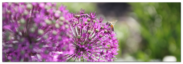 Allium Zierlauch