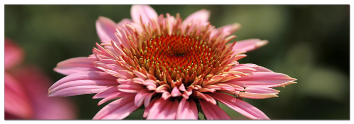 Echinacea Sonnenhut