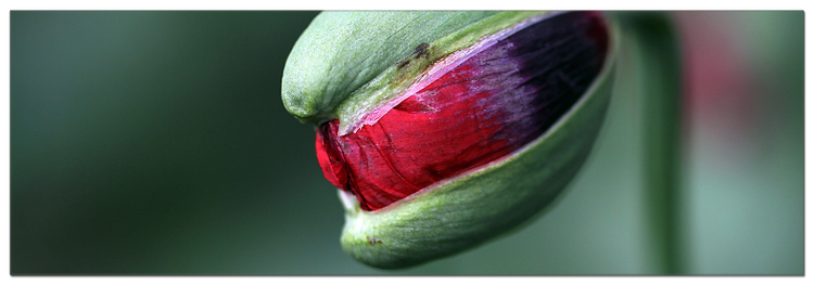 Mohn