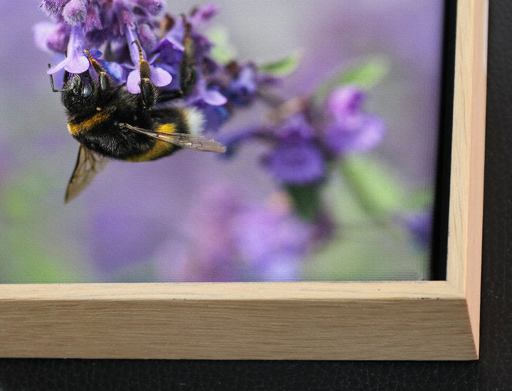 Foto auf Leinwand - Lupine