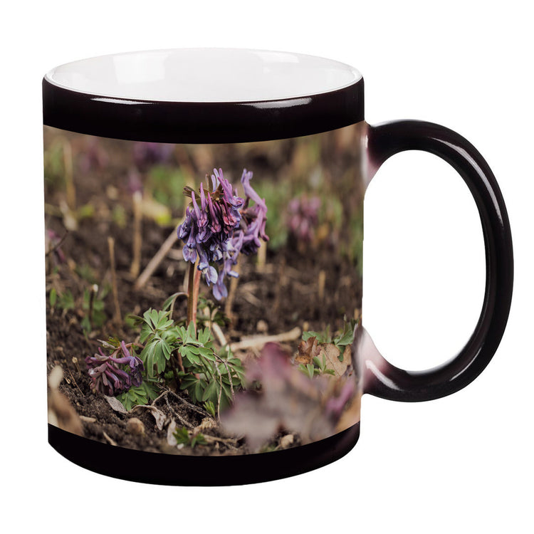 Zaubertasse - Cordyalis (Lerchensporne)